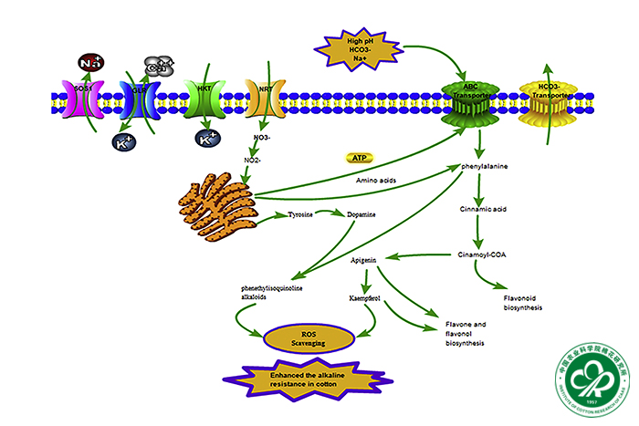中棉所叶武威研究员团队揭示棉花耐碱新机制