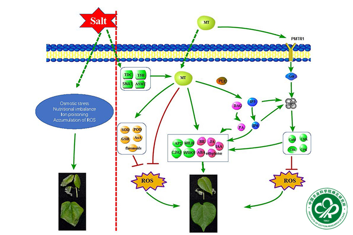 中棉所叶武威研究员团队揭示褪黑素增强棉花耐盐性的分子机制