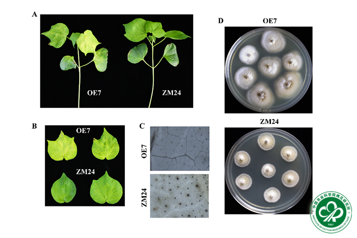 中棉所李付广研究员团队揭示BIN2基因调控棉花黄萎病分子机制