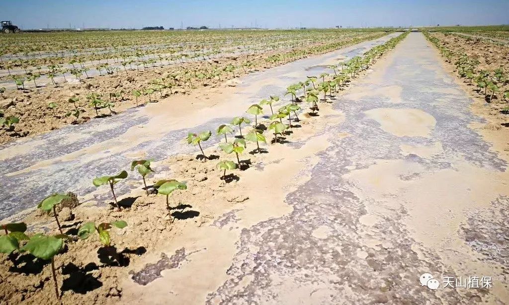 再议棉农如何应对2024年异常年景气象