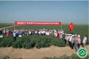 国家棉花产业联盟阿克苏地区高品质棉花品种观摩会在新疆阿克苏召开