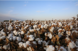  中国科学报|优质国棉：“从种子到衬衫” 的全产业链闭环