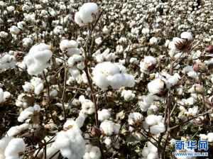 组图｜金秋图木舒克：新疆棉纺产业的升级进行时